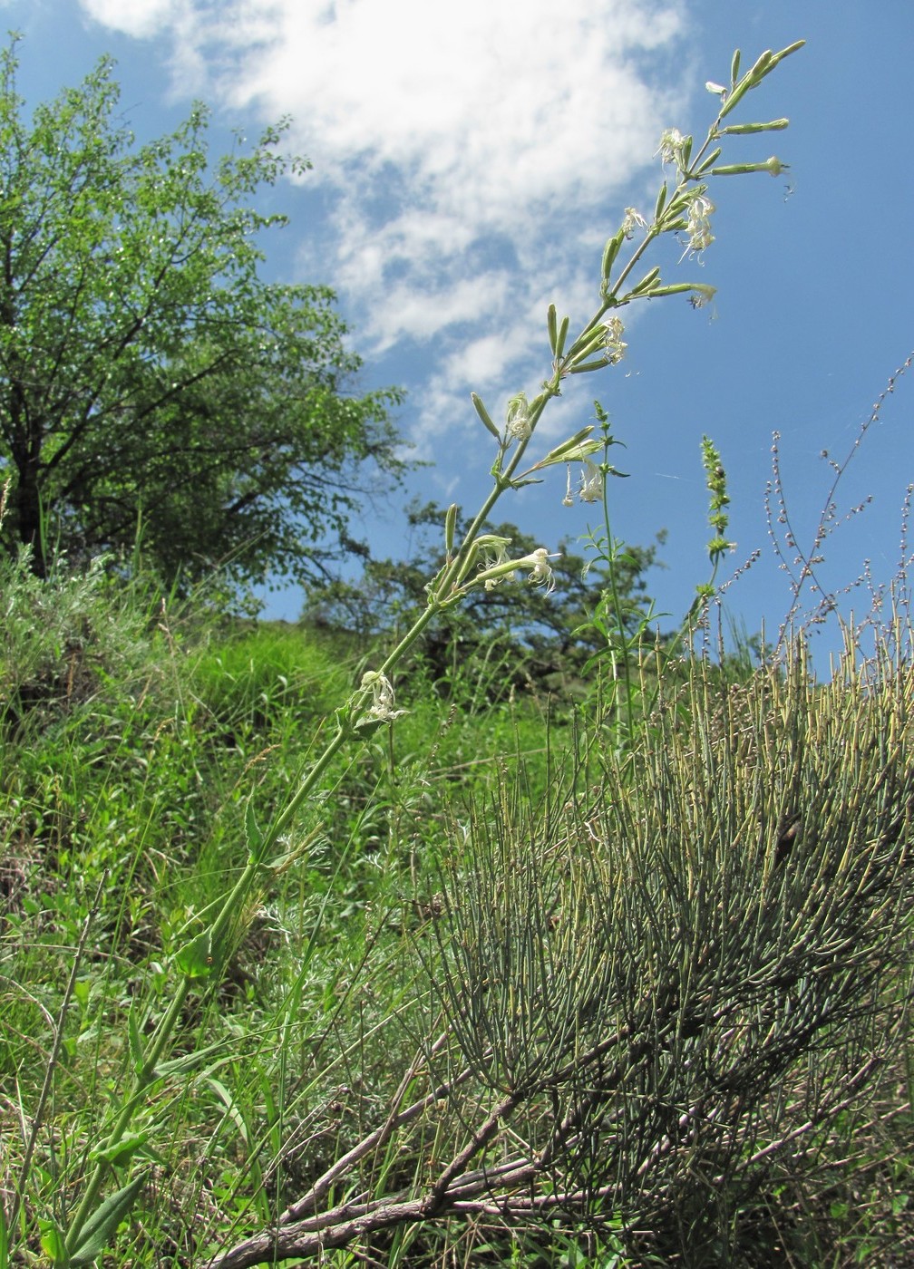 Image of Silene viscosa specimen.