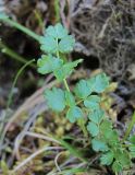 Thalictrum alpinum