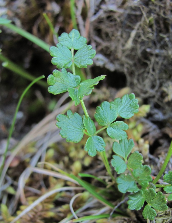 Image of Thalictrum alpinum specimen.