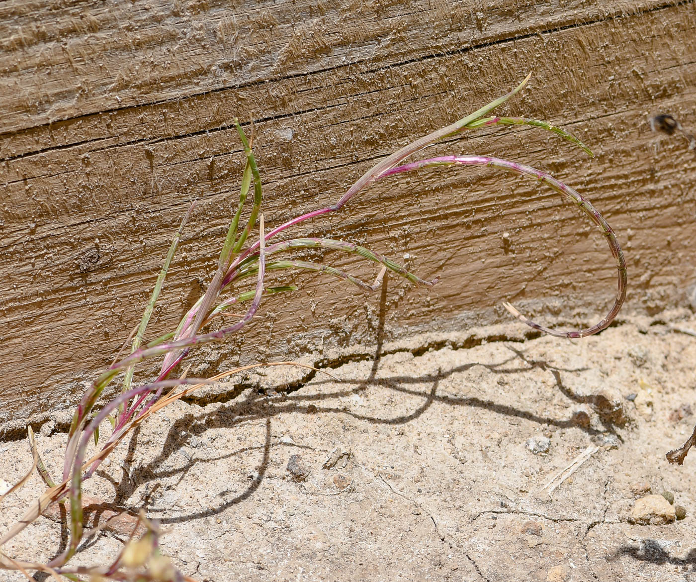 Image of Parapholis filiformis specimen.