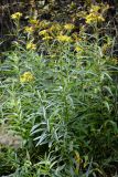 Senecio paludosus