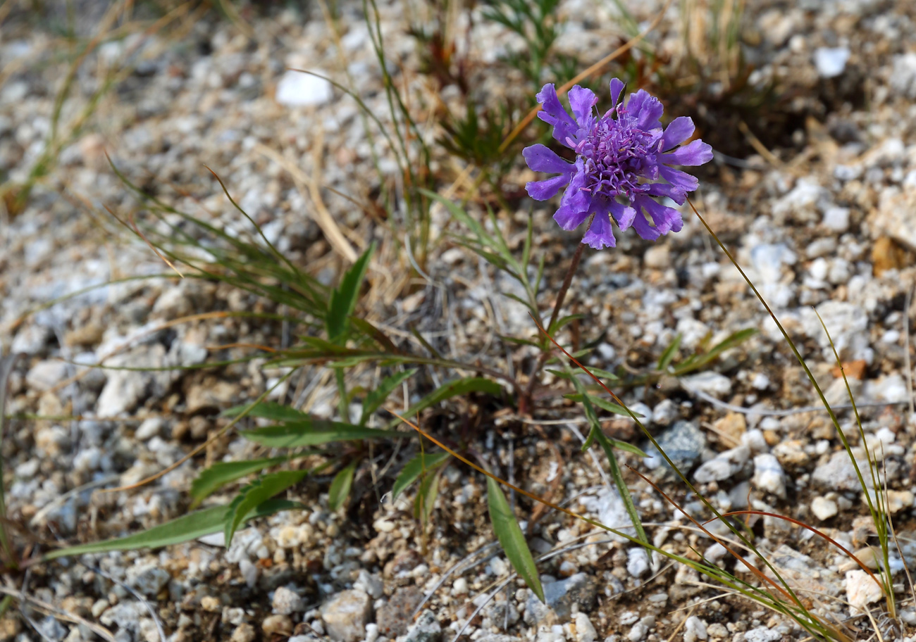 Изображение особи Scabiosa comosa.