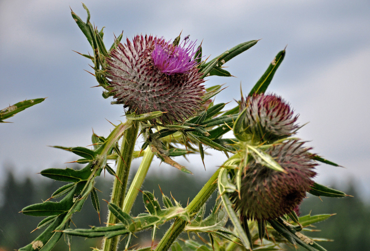 Image of Cirsium ligulare specimen.