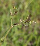 Cerastium holosteoides