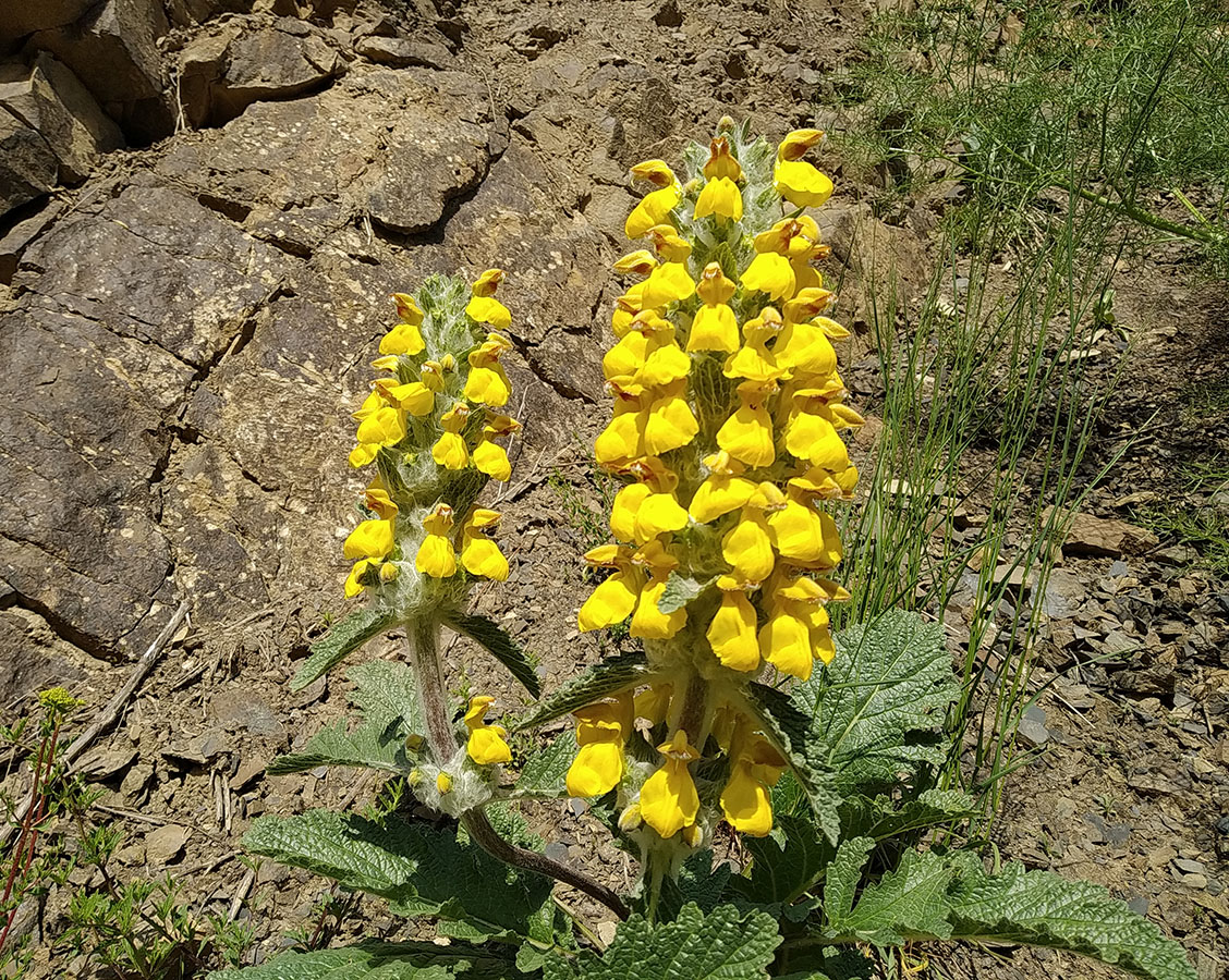 Image of Phlomoides baldschuanica specimen.