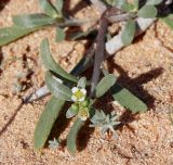 Lobularia libyca