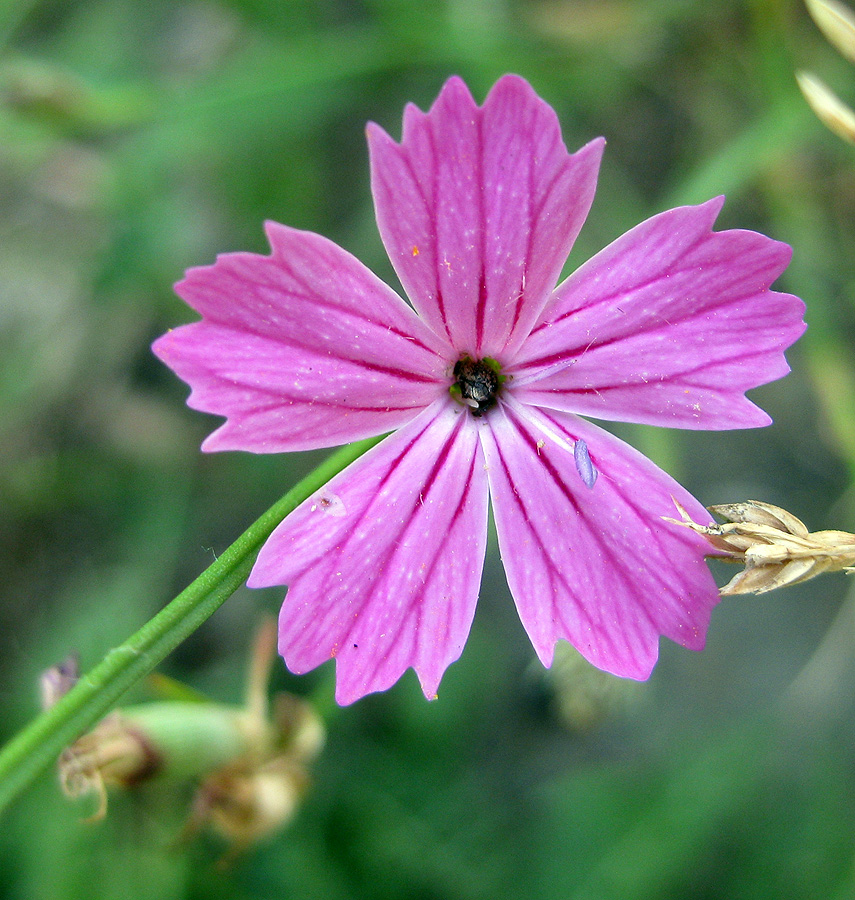 Изображение особи род Dianthus.