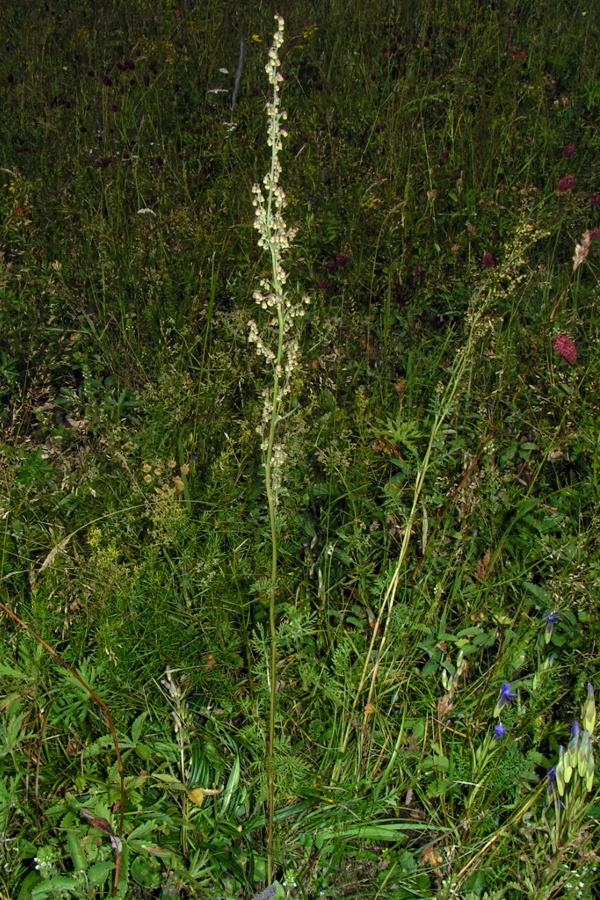 Изображение особи Artemisia laciniata.