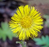 Tussilago farfara