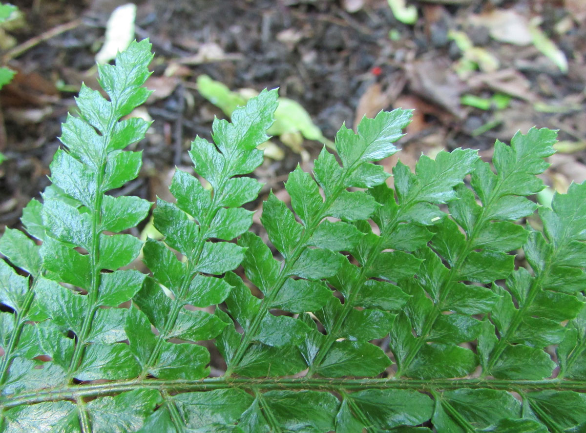 Изображение особи Polystichum polyblepharum.