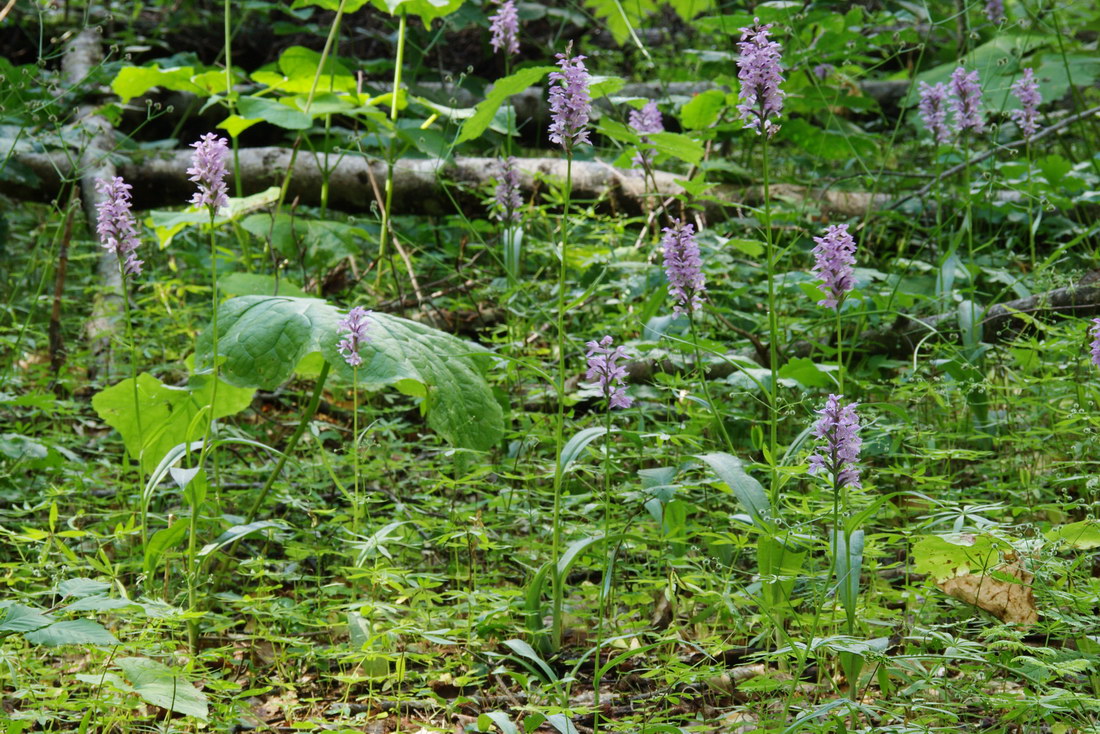 Изображение особи Dactylorhiza saccifera.