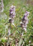 Stachys cretica