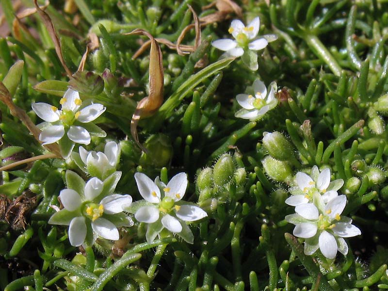 Image of Spergularia bocconei specimen.