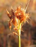 Rhynchospora alba. Соплодие с опадающими плодами. Окр. Архангельска, болото. 11.09.2010.