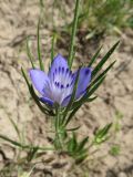 Nigella bucharica