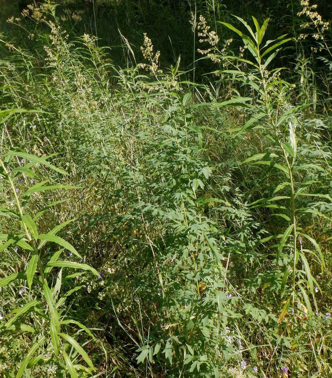 Image of Thalictrum simplex specimen.