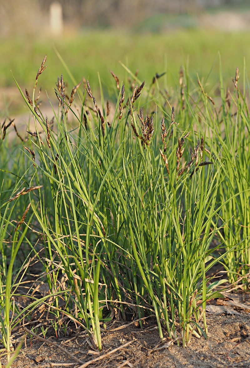 Image of Carex praecox specimen.