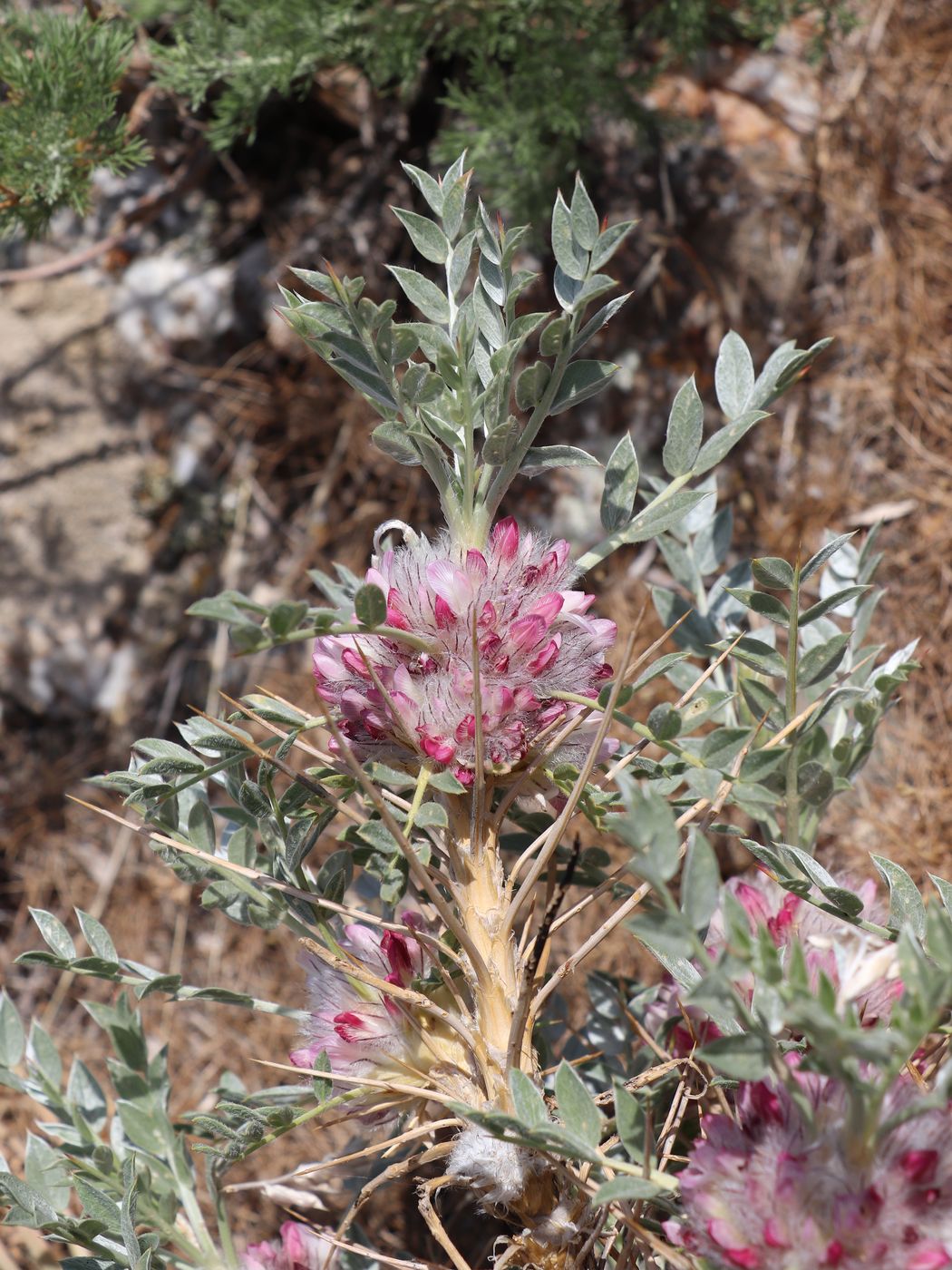 Изображение особи Astragalus lasiostylus.