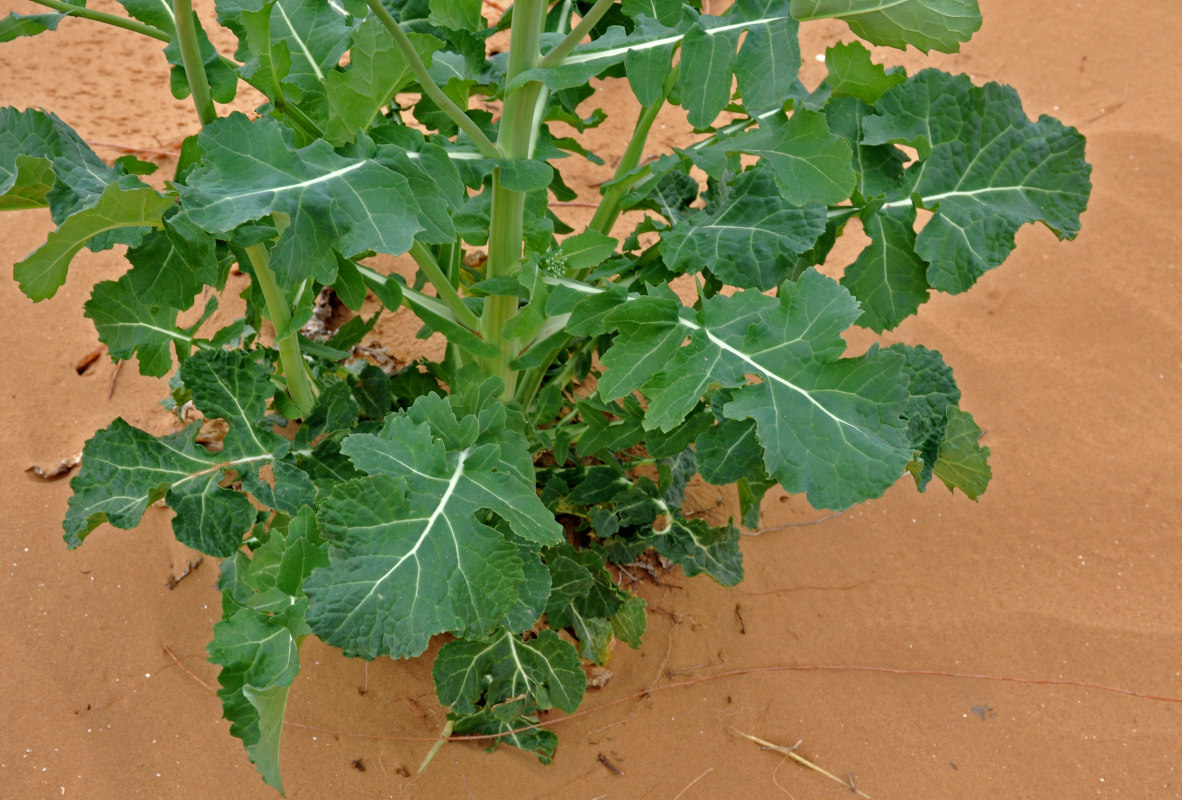 Image of Brassica napus specimen.