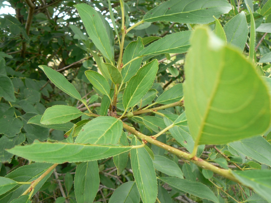 Изображение особи род Rhamnus.