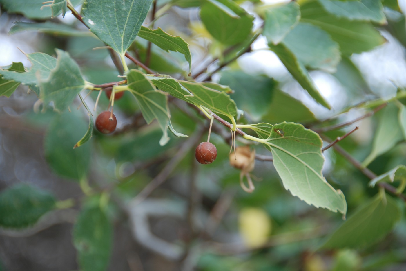 Изображение особи Celtis glabrata.