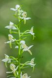 Platanthera chlorantha. Часть соцветия. Краснодарский край, Абинский р-н, окр. станицы Эриванской, склон горы Шизе, дубовый лес. 29.05.2021.