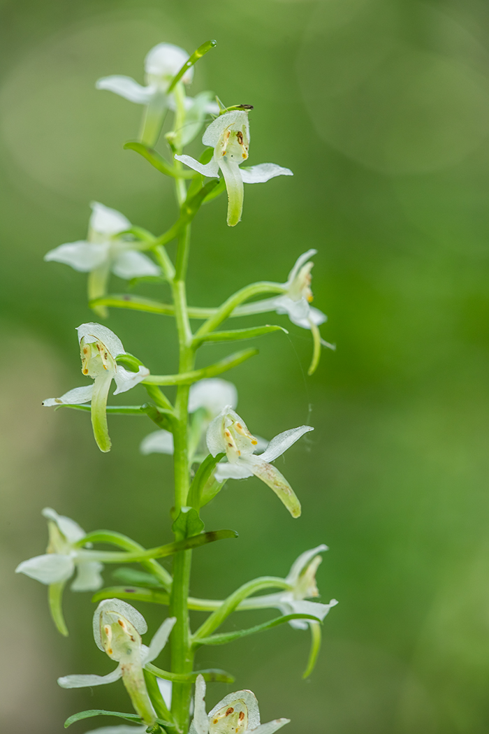 Изображение особи Platanthera chlorantha.