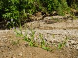 Myosotis palustris