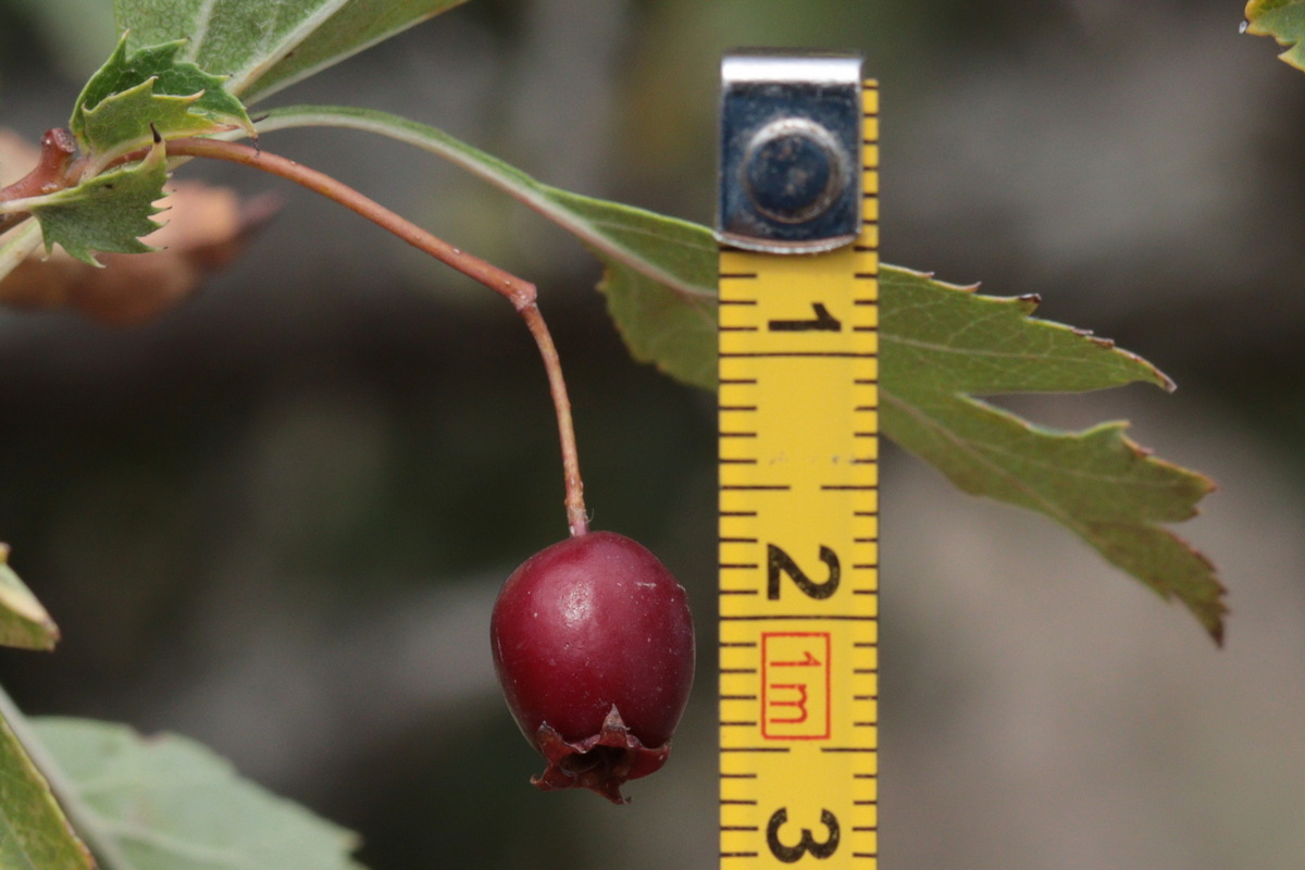 Image of Crataegus karadaghensis specimen.