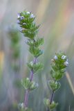 genus Euphrasia