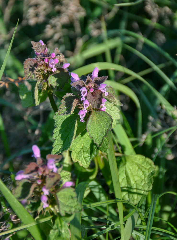 Image of Lamium purpureum specimen.