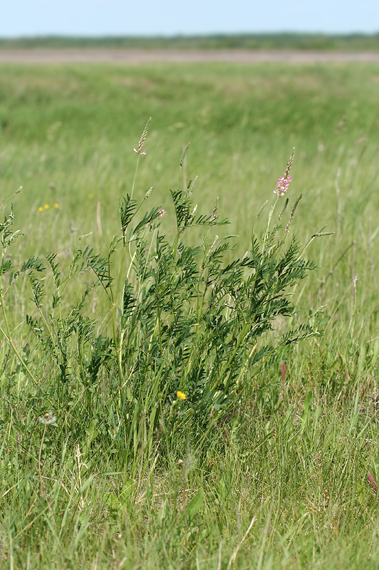 Image of Onobrychis arenaria specimen.