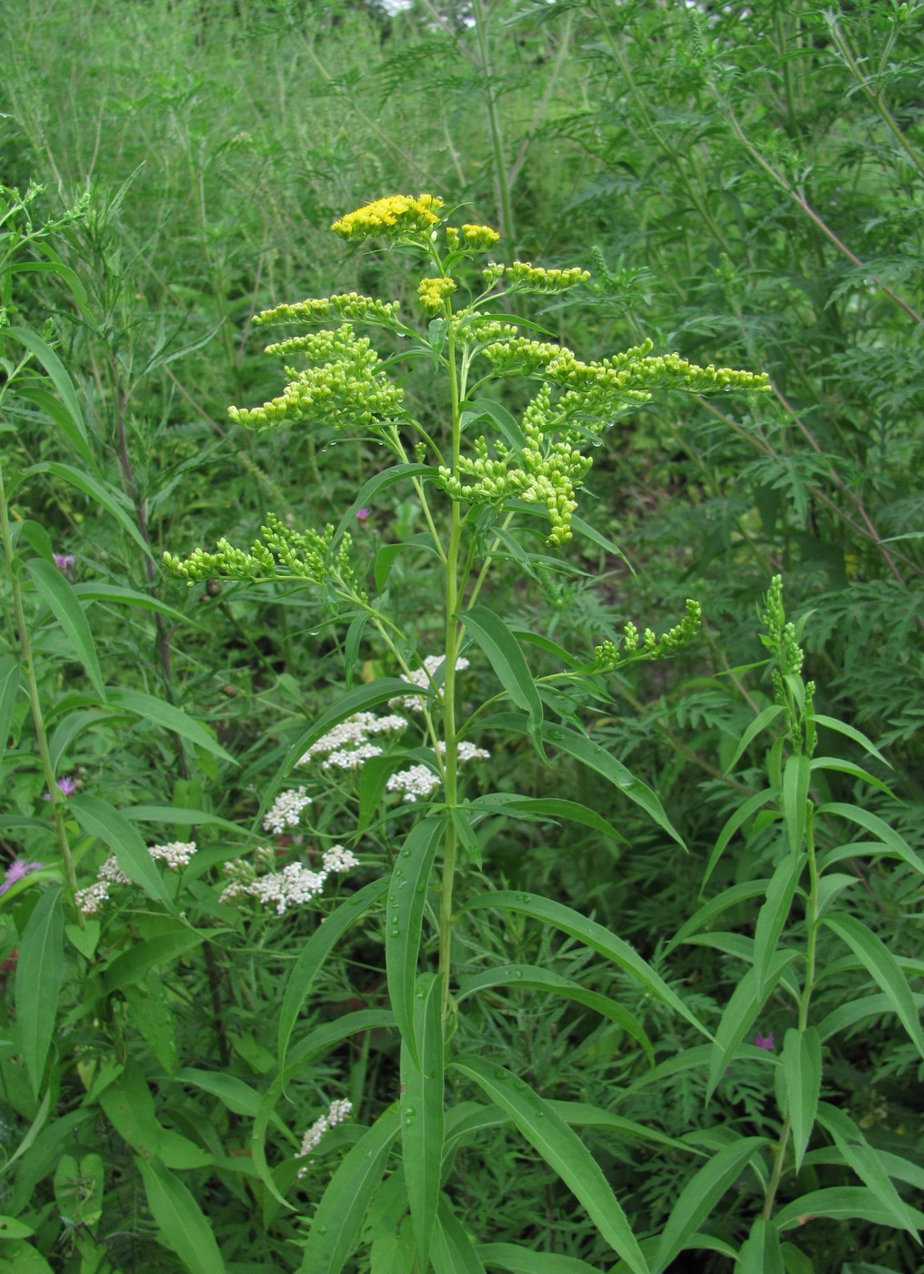 Solidago gigantea