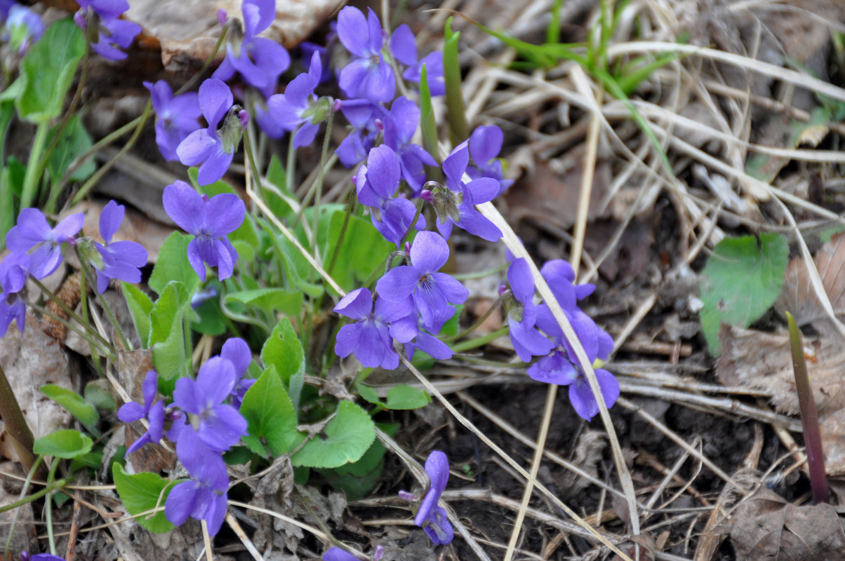 Image of Viola hirta specimen.