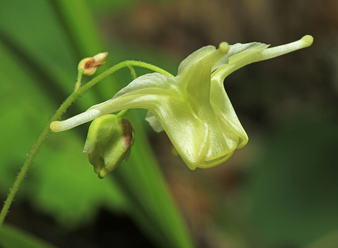 Image of Epimedium koreanum specimen.