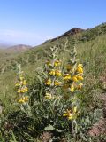 Phlomoides ambigua