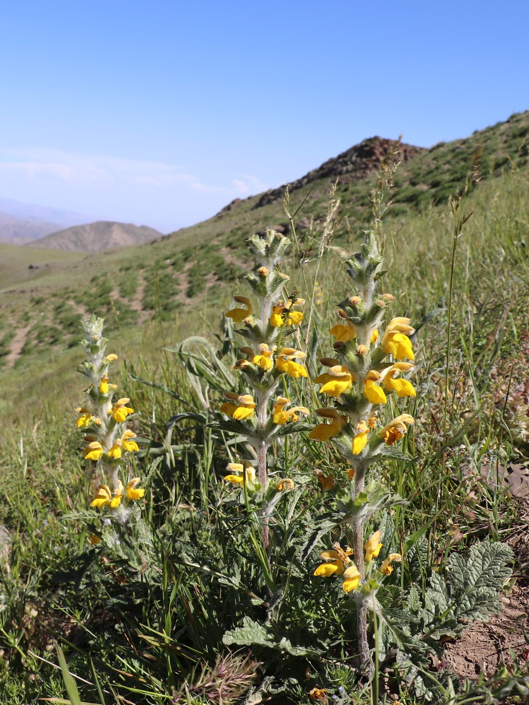 Image of Phlomoides ambigua specimen.