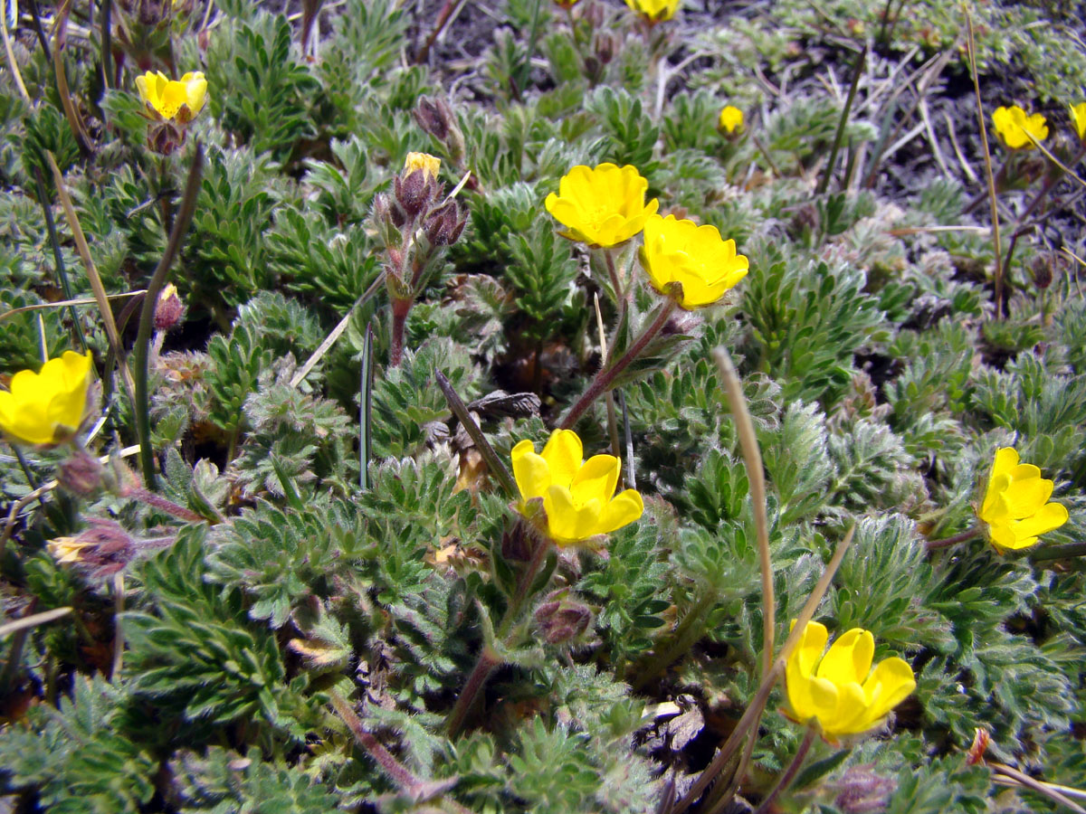 Image of Potentilla exuta specimen.