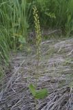 Смотреть изображение Listera ovata