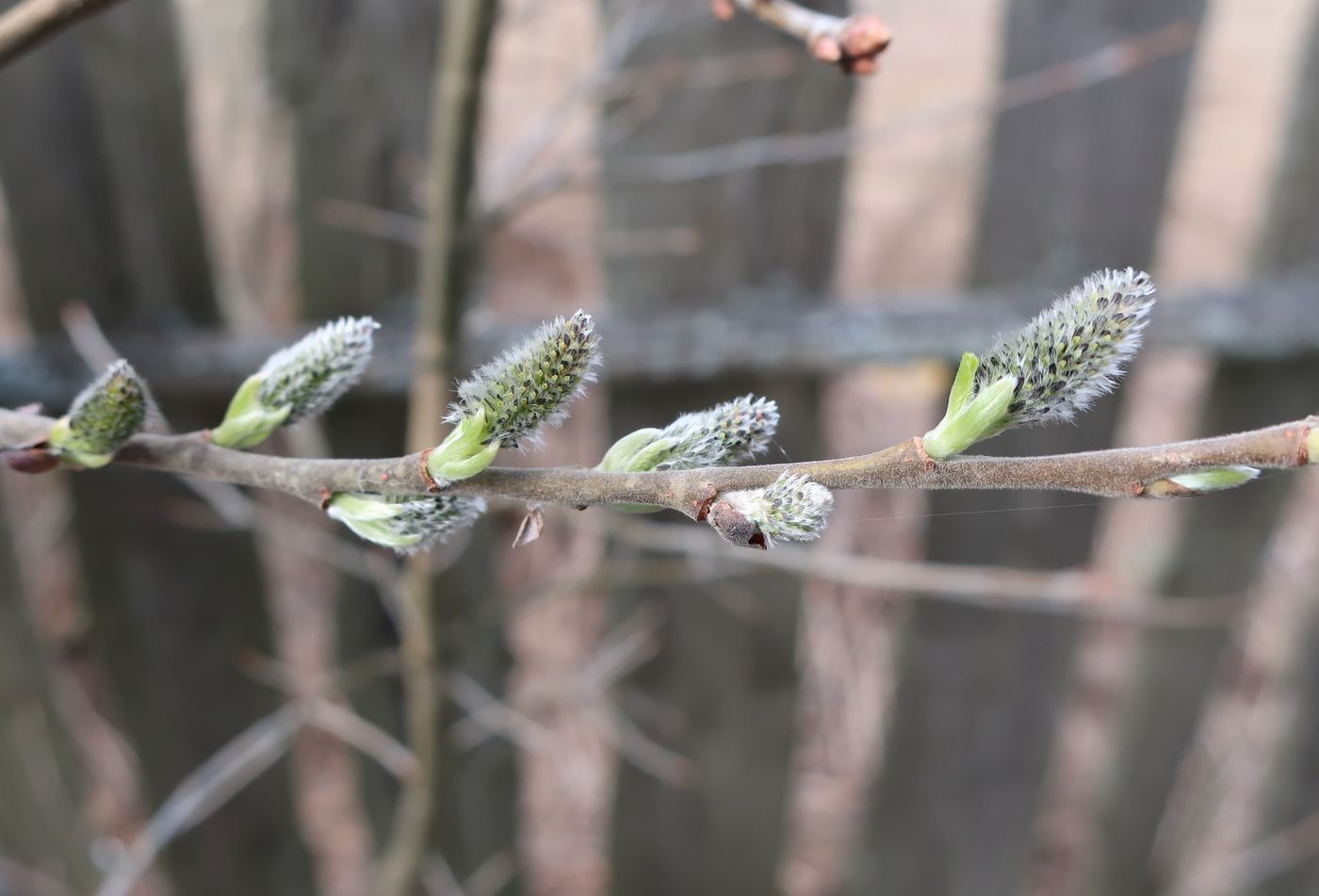 Image of Salix cinerea specimen.