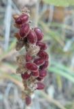 Rhus coriaria. Соплодие. Южный Берег Крыма, Ялта, ущелье Уч-Кош. 07.11.2010.