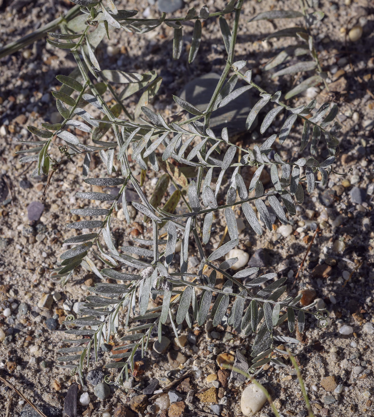 Image of Vicia cracca specimen.