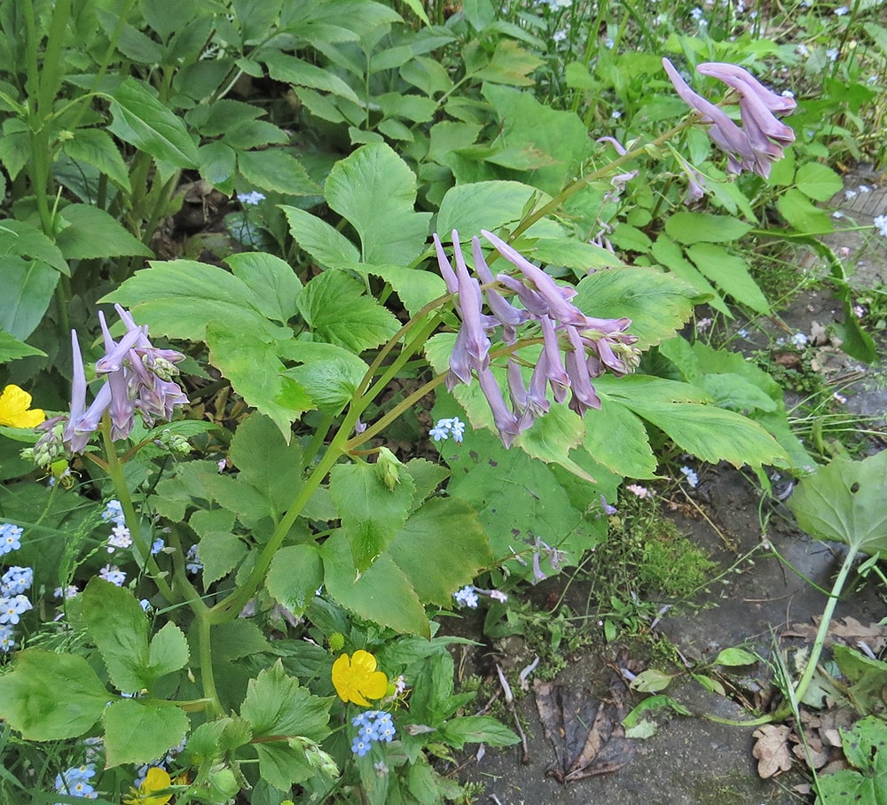 Image of Corydalis temulifolia ssp. aegopodioides specimen.