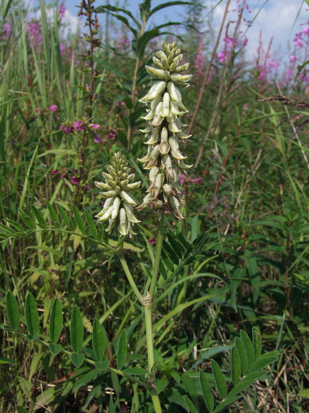 Image of Astragalus uliginosus specimen.