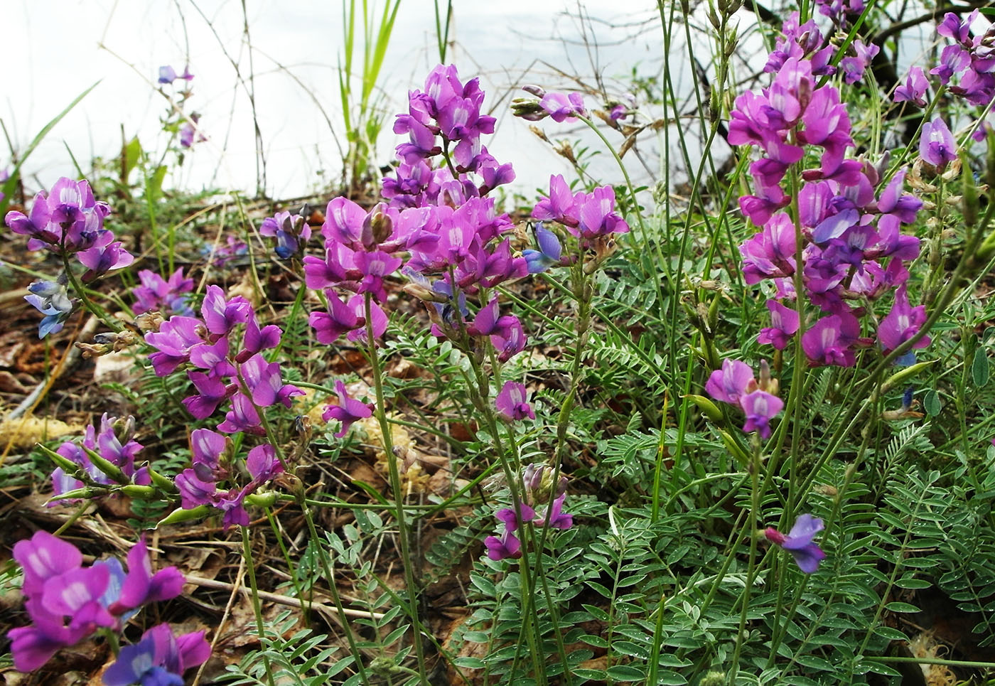 Изображение особи Oxytropis brevicaulis.