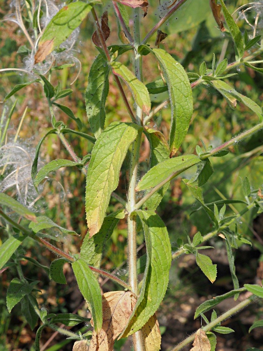 Изображение особи Epilobium hirsutum.