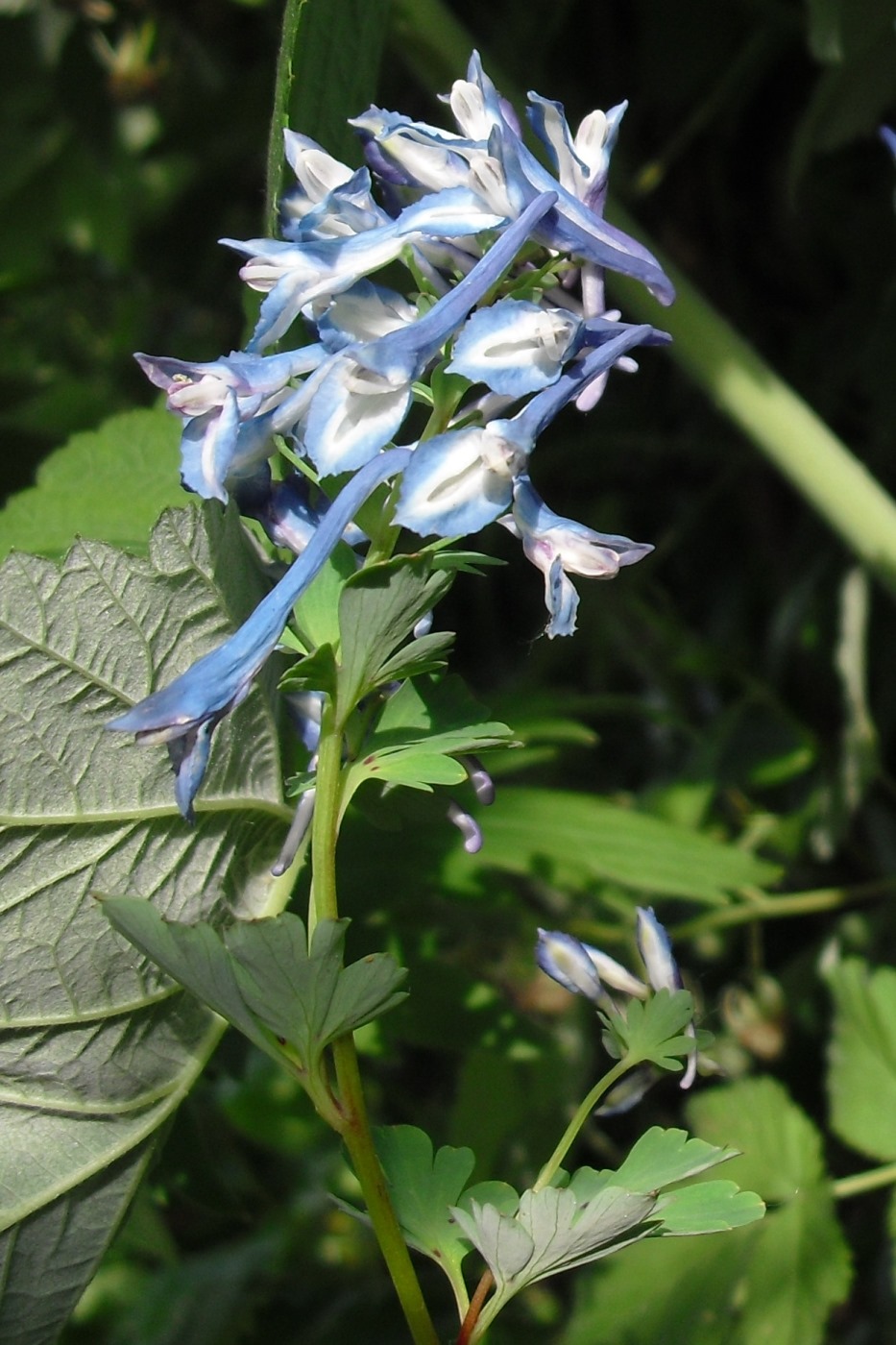 Image of Corydalis elata specimen.