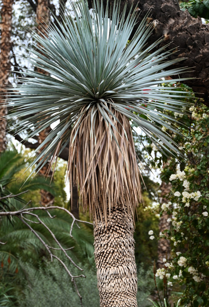 Изображение особи Yucca rostrata.
