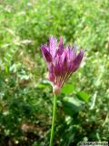 Смотреть изображение Allium xiphopetalum