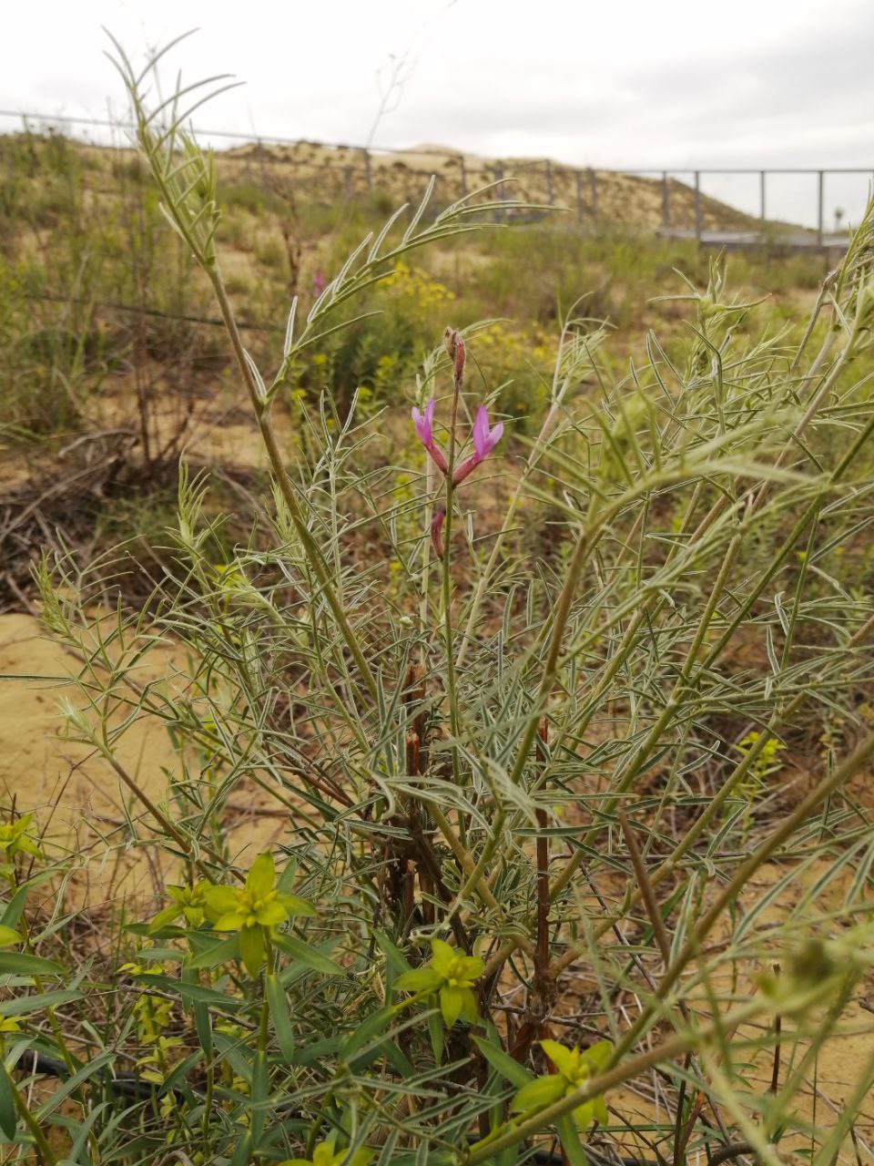 Image of Astragalus brachylobus specimen.